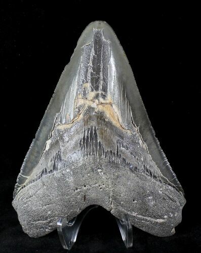 Bargain, Serrated Megalodon Tooth - Venice, FL #20783